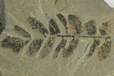 5.7" Pennsylvanian Fossil Fern (Neuropteris) Plate - Kentucky - #201615-1